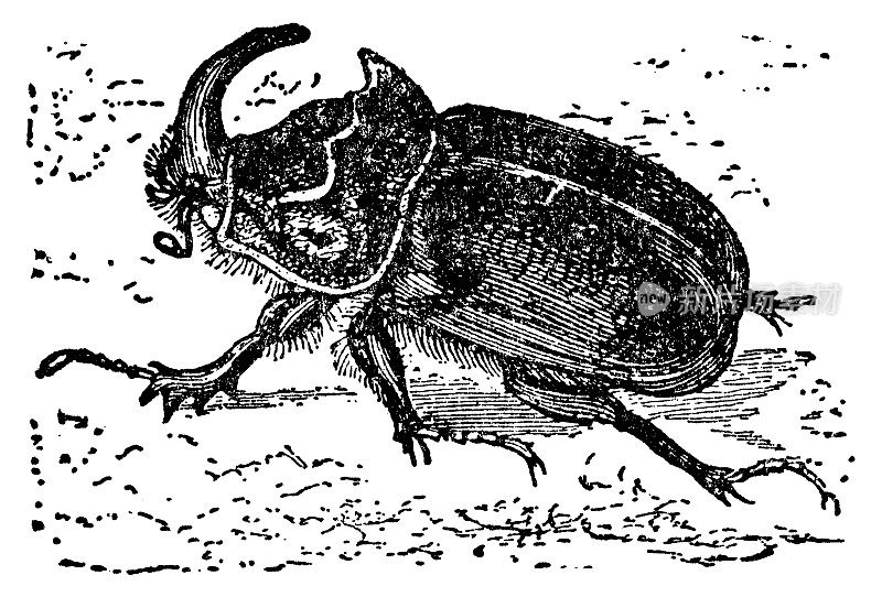 欧洲犀牛甲虫昆虫(Oryctes Nasicornis) - 19世纪